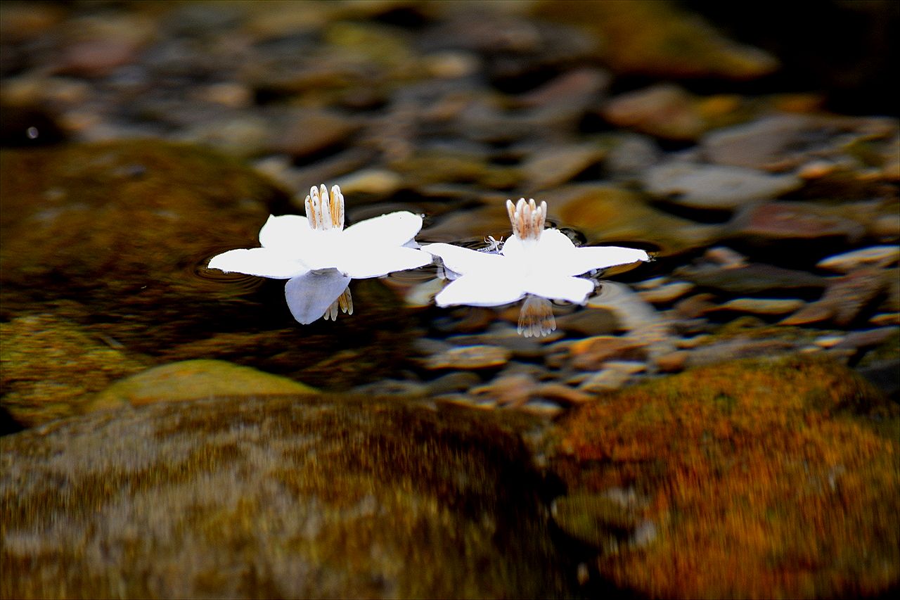 DSC_0063_R川面に浮かぶエゴノキの花j5