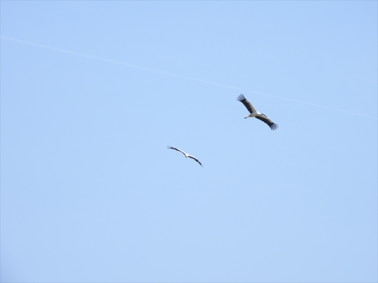 058コウノトリ・淡路市大町、巣ごもり中とは別のコウノトリ２羽が飛来２０２４年３月３０日AM１０：２９