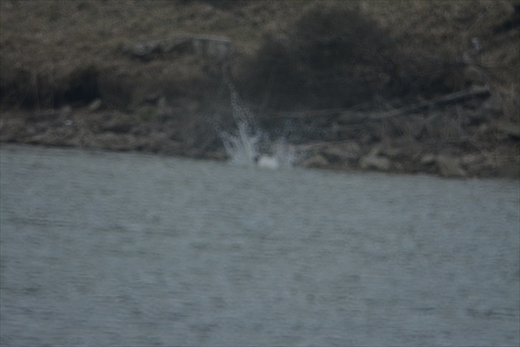野鳥、後：池内 008_Rミサゴ池に飛び込み飛沫が、、。ピンブレ