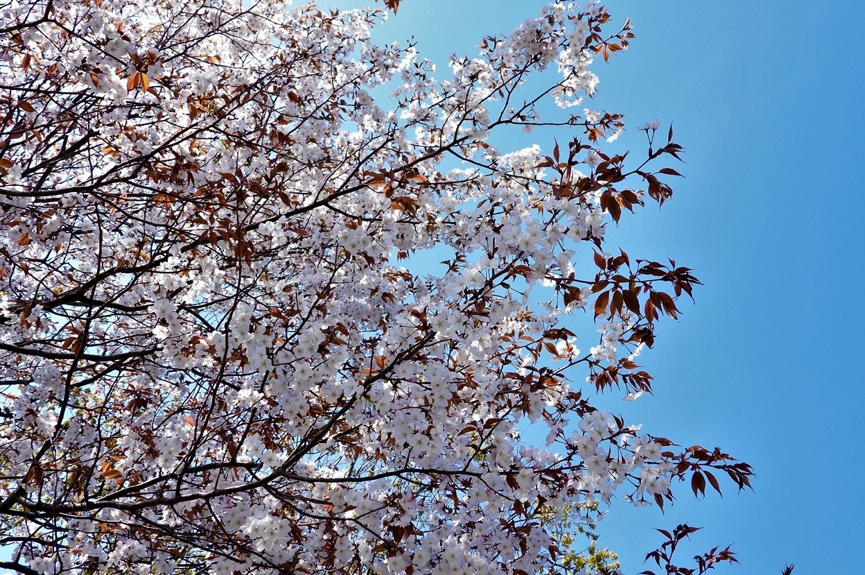 兵庫県立淡路島公園 006 (3)山桜（兵庫県立淡路島公園）２０２３年４月１日１４：０７