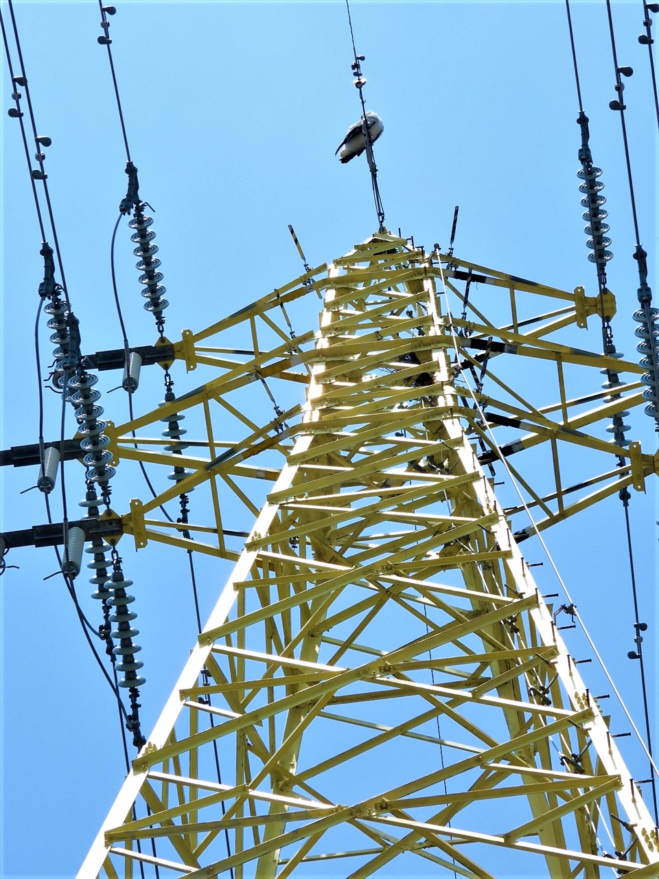 DSCN6771 (2)高圧送電線の黄色く塗られた鉄塔（淡路市大町）に止まるコウノトリ♀親２０２１年６月３０日１３：０１