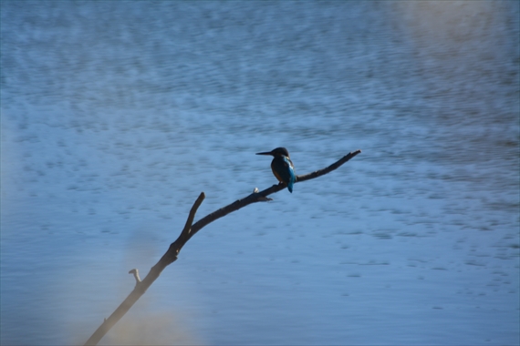 野鳥：池内、午前 065_Rカワセミ１０：３９