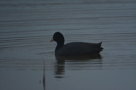 野鳥：池内午後 072_Rオオバン１６：４４