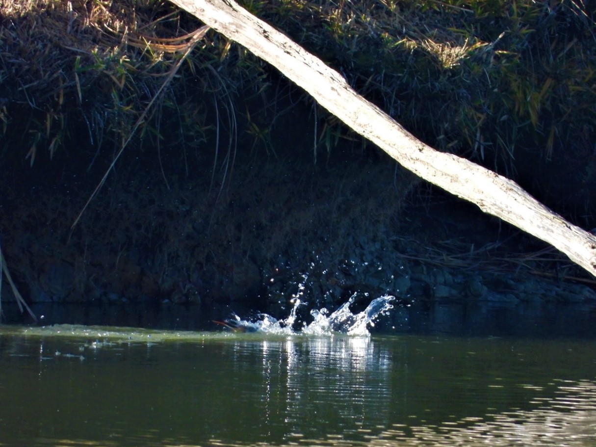 DSCN5193 (2)①カワセミ♀ちゃん、枯れ木から池に飛び込み朝の行水２０２１年１２月１６日AM９：４５