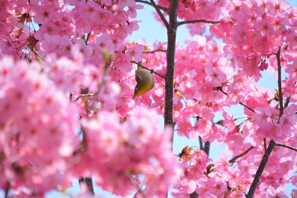 DSC_0111_R (2)緋寒桜にメジロ