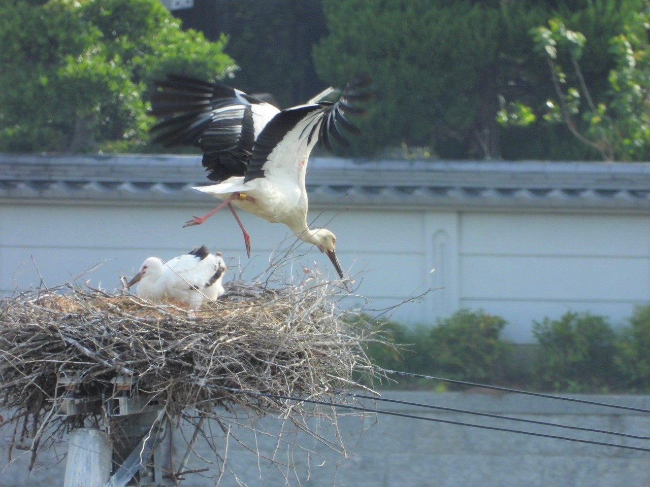 DSCN6920 (2)巣から飛び立つコウノトリ♀親と雛２０２１年５月１１日AM７：２８
