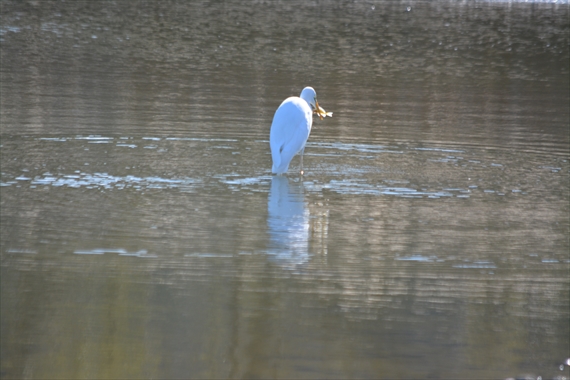 野鳥：池内、午前 085_Rダイサギ魚ゲット１０：２２まあいい