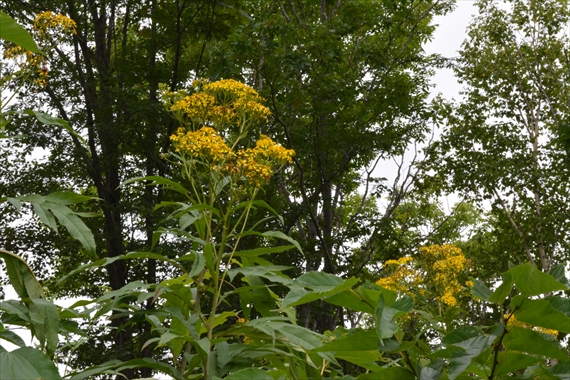 026_R背の高い黄色い花が咲いていた。朱鞠内湖２０１４年８月１９日（火）１２：２９