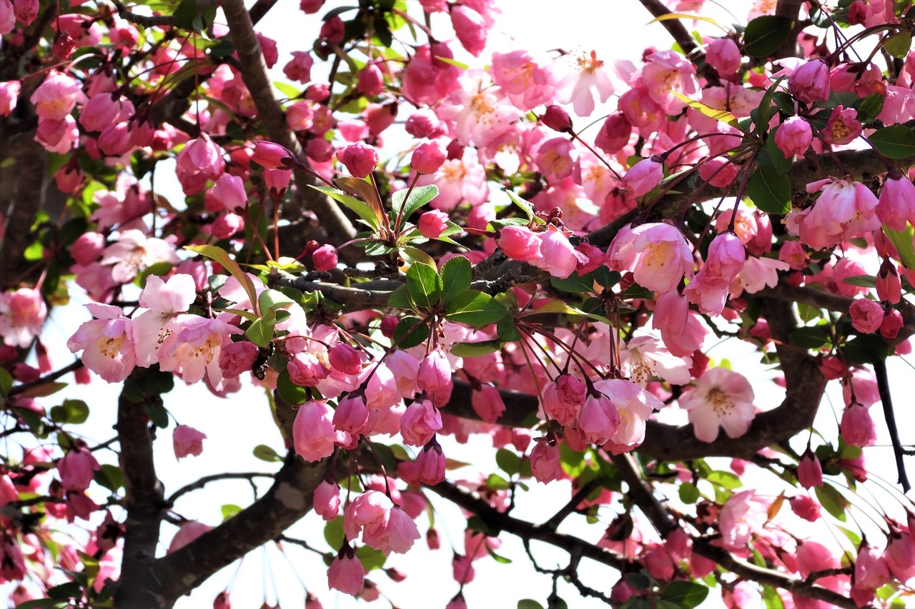 広石の花 090 (2)花海棠（海棠桜）リンゴ属２０２３年３月２７日AM１１：２２