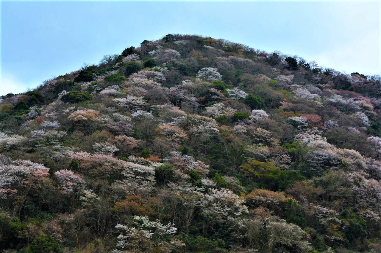 _DSC0012 (2)諭鶴羽ダム湖（南あわじ市）周辺の山桜２０２０年３月３１日１３：５９