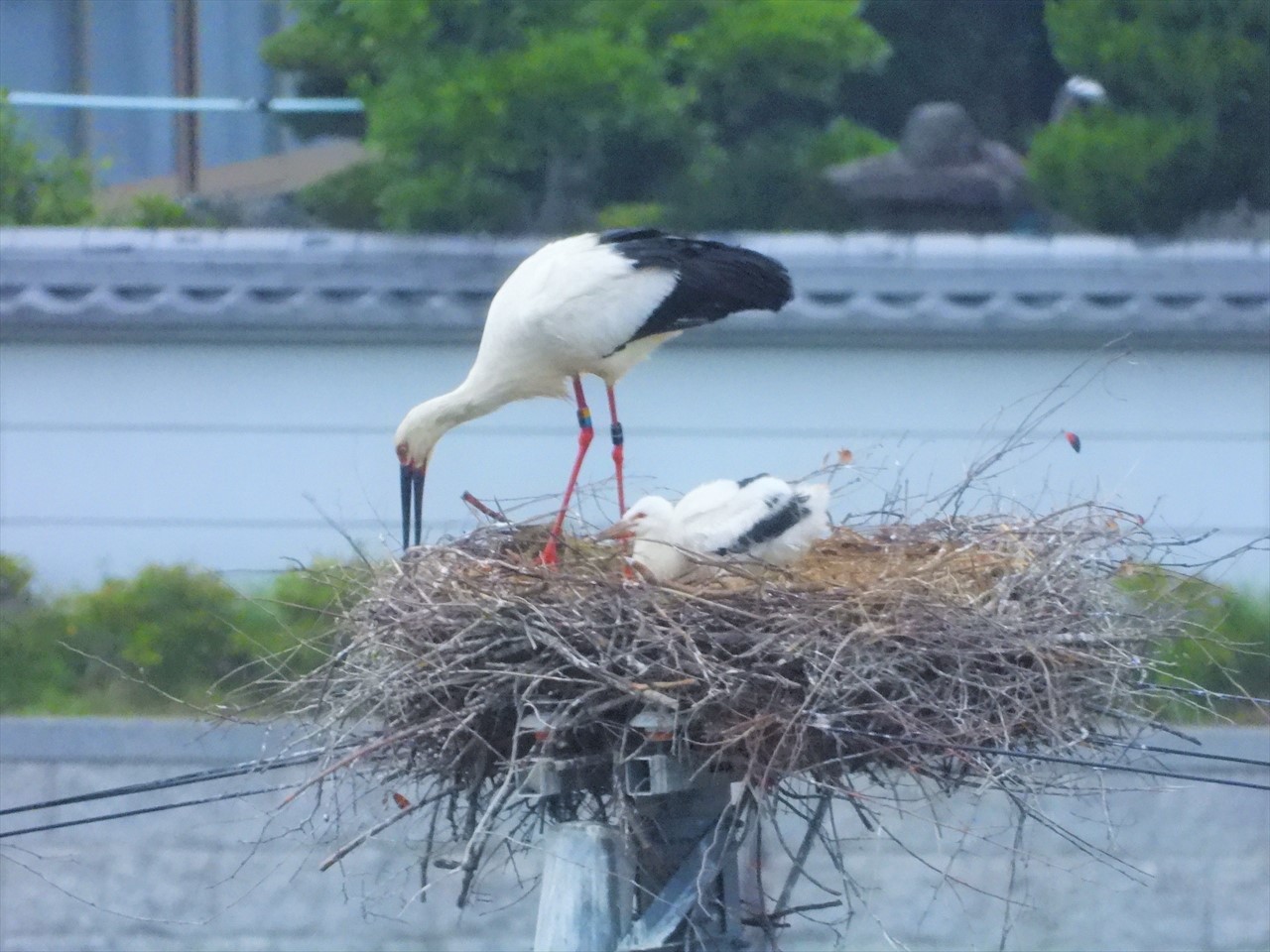 DSCN4008 (2)巣上に立つコウノトリ♂親と雛２０２１年５月７日AM５：２４