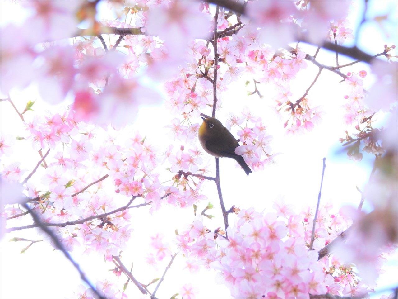 DSCN1423 (2)これ緋寒桜にメジロ２０２０年２月２７日AM９：４６