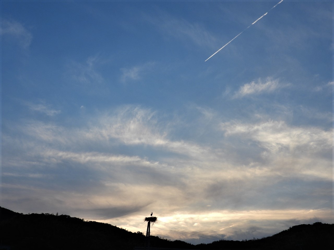 DSCN4639 (2)夕暮に飛行機雲とコウノトリコマツヨイグサ２０２２年５月１４日１８：４８