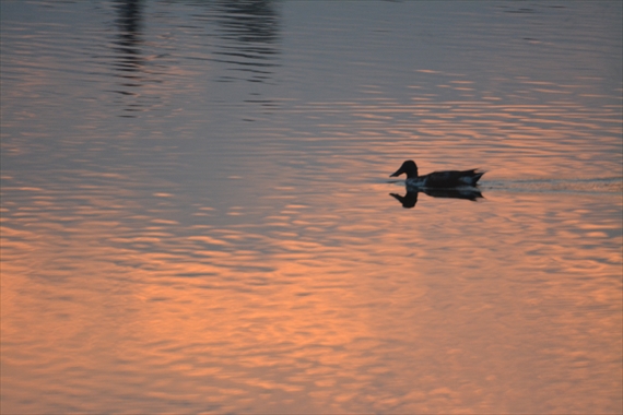 野鳥池内午後 192_Ｒ夕暮れの湖面１６：５８
