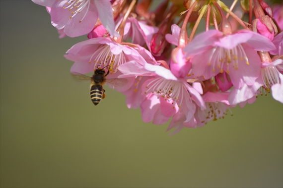 085_R緋寒桜にミツバチ１２：０７