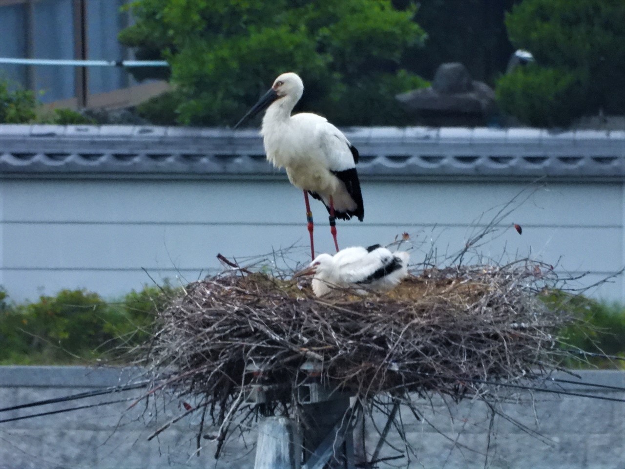 DSCN4005 (2)巣上に立つコウノトリ♂親と雛２０２１年５月７日AM５：２３
