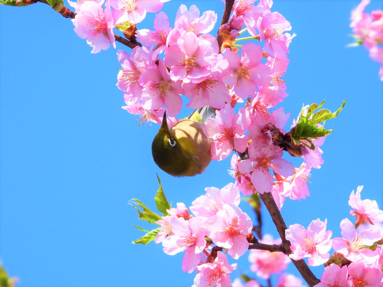 DSCN5227 (2)緋寒桜にメジロ２０２２年３月１５日AM９：５７