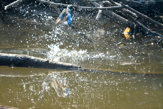 野鳥、前：池内 012_R飛び込むカワセミ