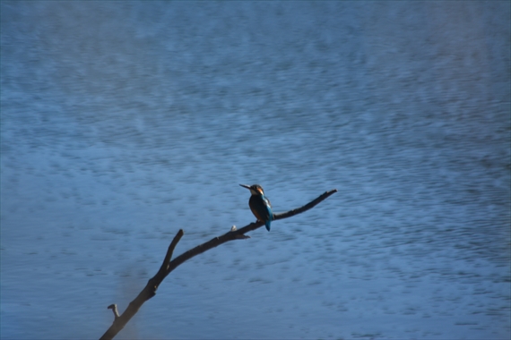 野鳥：池内、午前 064_Rカワセミ１０：３９