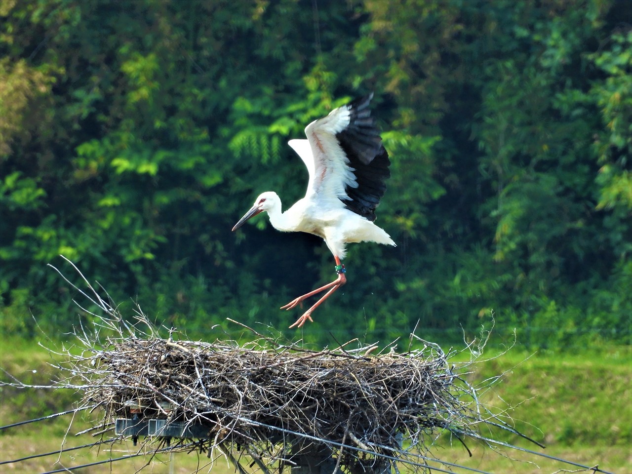 DSCN5954 (2)巣の上で飛ぶ練習をするコウノトリ雛２０２１年６月８日AM９：１０
