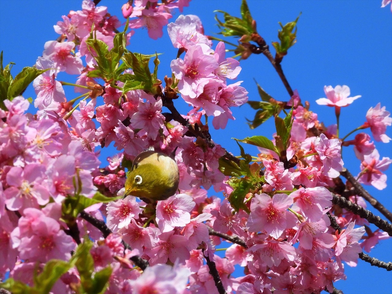DSCN5397 (2)緋寒桜にメジロ２０２２年３月１５日AM１０：０５