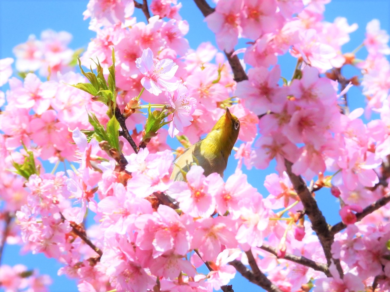 DSCN5270 (2)緋寒桜にメジロ２０２２年３月１５日AM９：５８