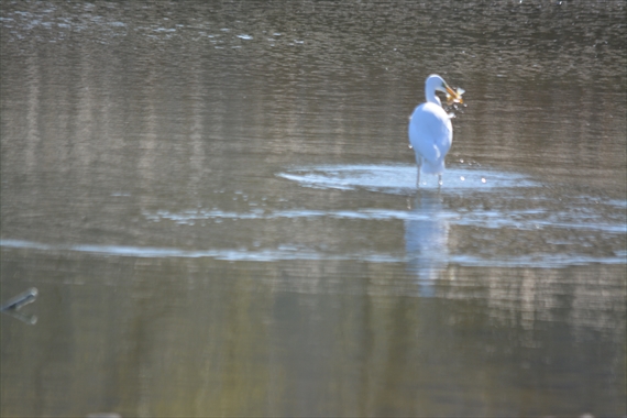 野鳥：池内、午前 079_Rダイサギ魚ゲット１０：２２まあいい