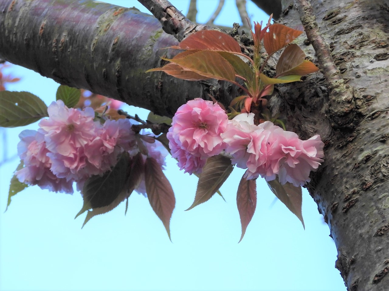 DSCN2491 (2)八重桜（牡丹桜）２０２１年４月１２日AM６：０１