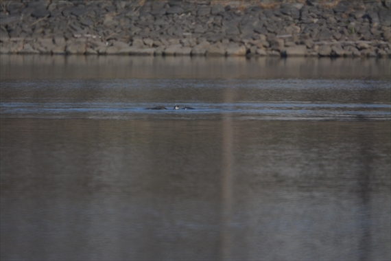 野鳥：池内、午後。 061_Rミサゴ１６：０９鯉が大きすぎたのか飛び上がれない