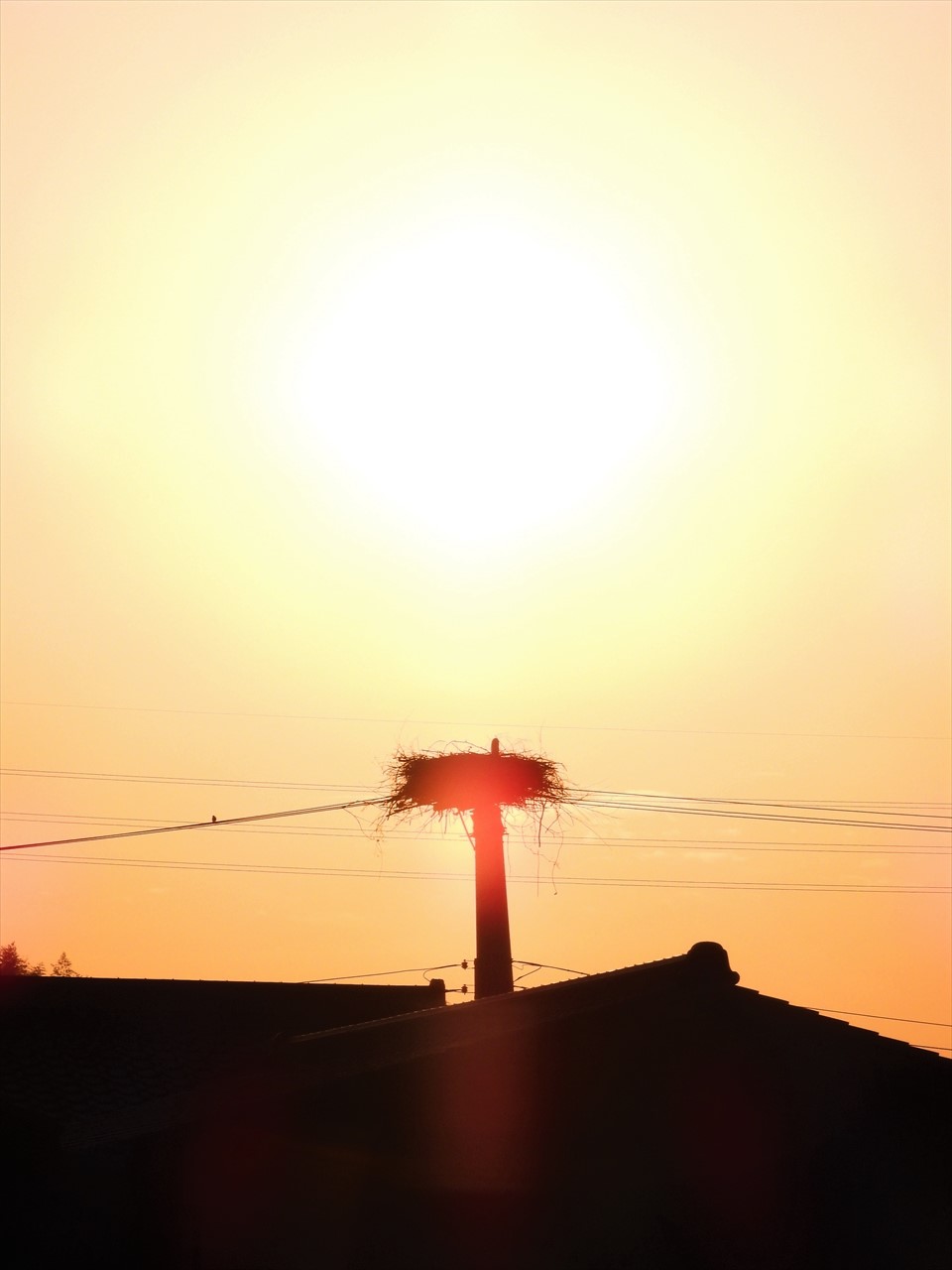 DSCN2236 (2)朝陽と巣塔のコウノトリ２０２１年３月１９日AM６：４９