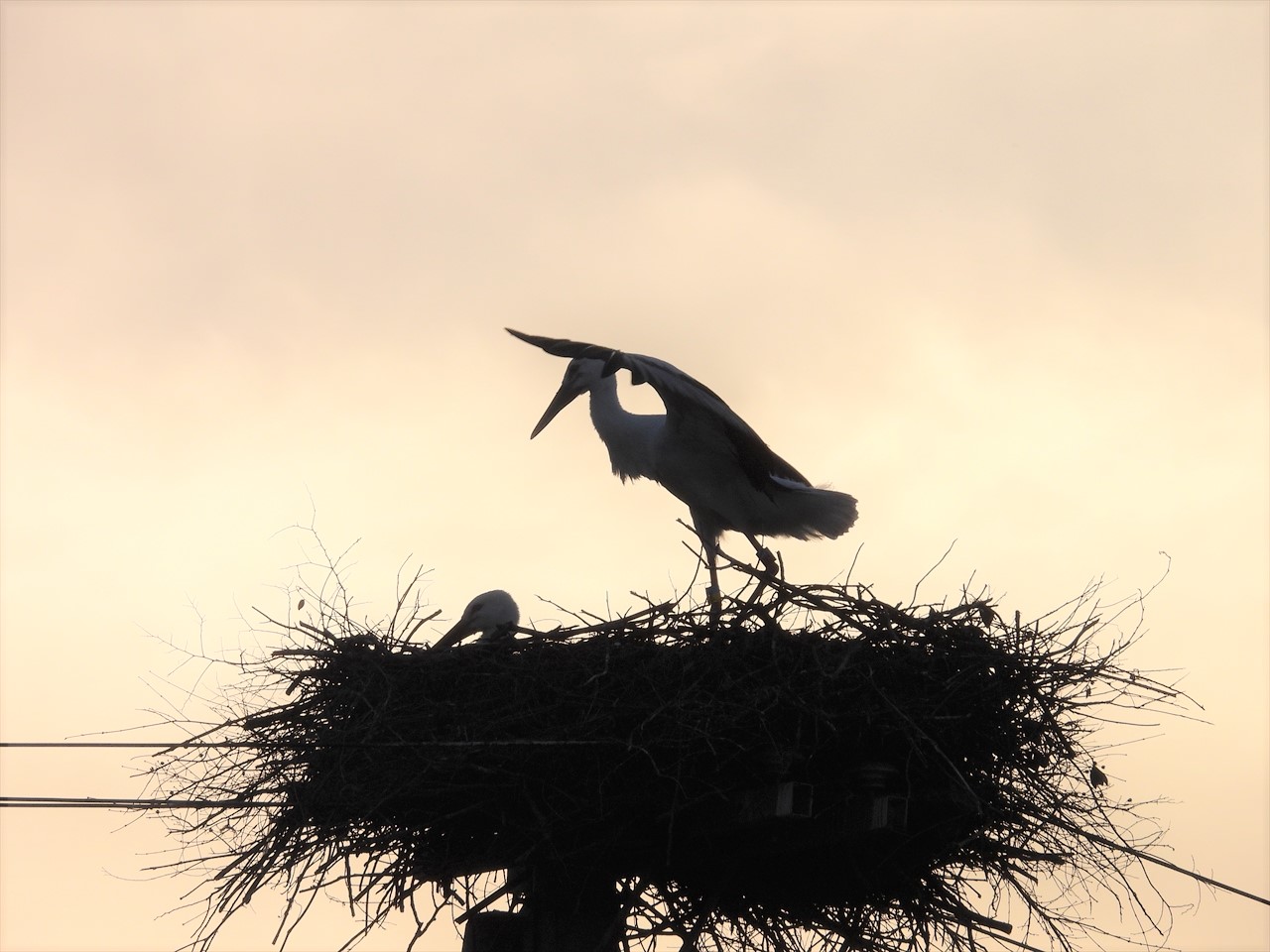 DSCN4597 (2)夕暮れに時に巣上で羽ばたくコウノトリ雛２０２２年５月１４日１８：３５