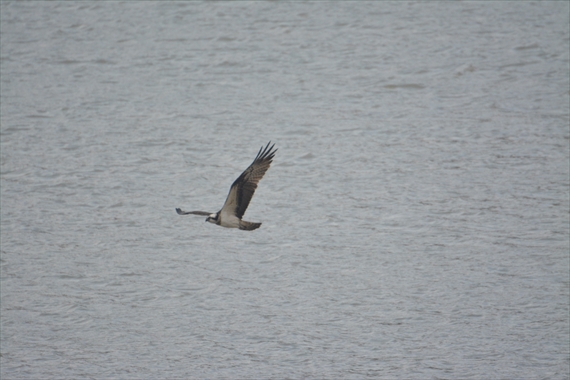 野鳥：午前、池内 214_Rミサゴ１１：３５池から飛び立つ