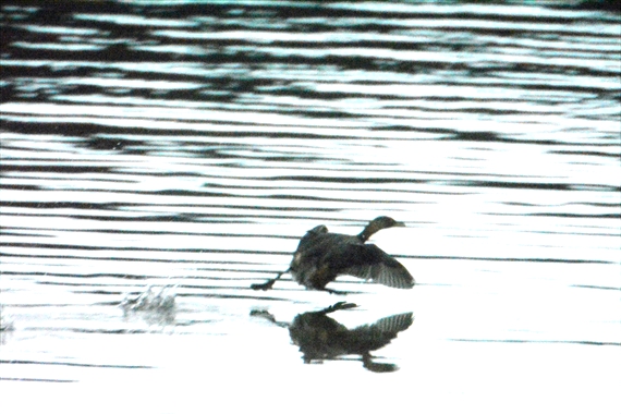 野鳥：池内、午後 079_Rカイツブリ