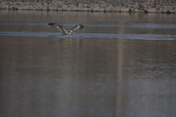 野鳥：池内、午後。 057_Rミサゴ池に飛び込んで上がれない１６：０９