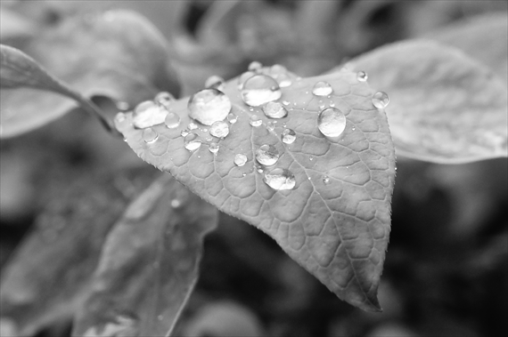 088_Rブルーベリーの葉に雨粒