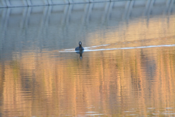 野鳥：池内、大野池午後 207_Rオオバン１６：２３