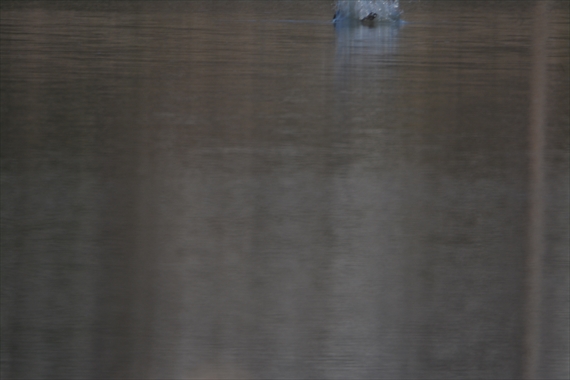 野鳥：池内、午後。 048_R池に飛び込むミサゴ１６：０８