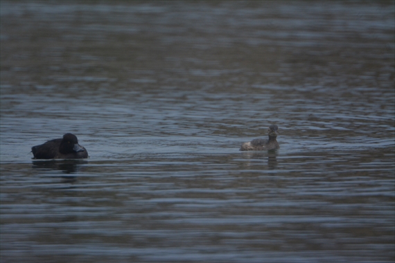 野鳥：池内、 189_Rキンクロハジロ♀とカイツブリ
