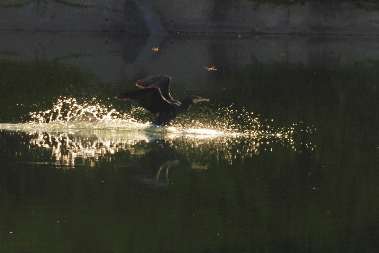 co掃守・金屋：野鳥 347 (2)着水する鵜とトンボ２０２３年８月１日AM６：０５