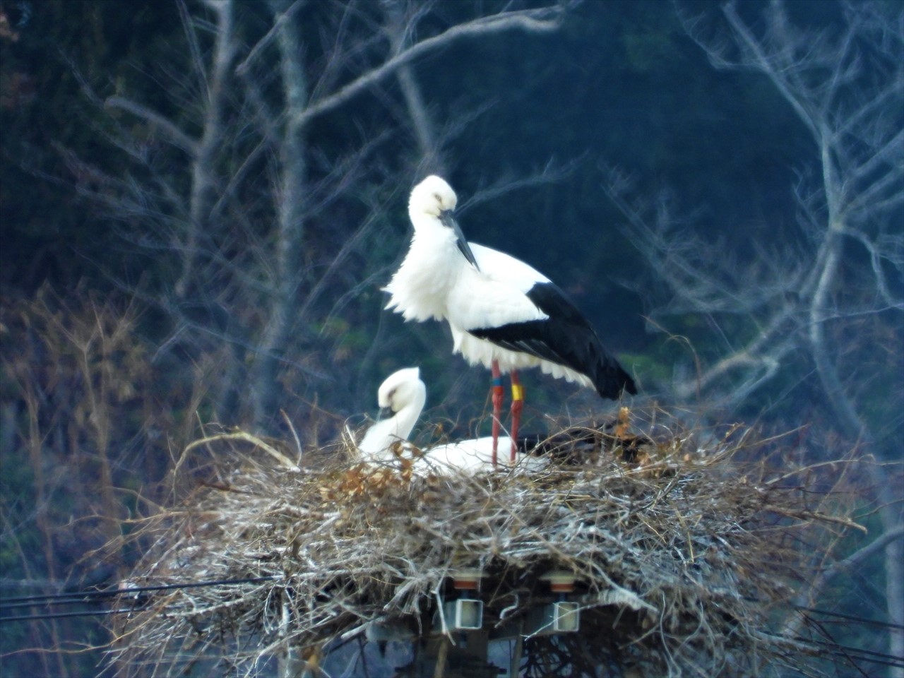 DSCN2536 (2)巣の上に立つ♀と座る♂コウノトリ２０２２年２月８日AM１１：４４
