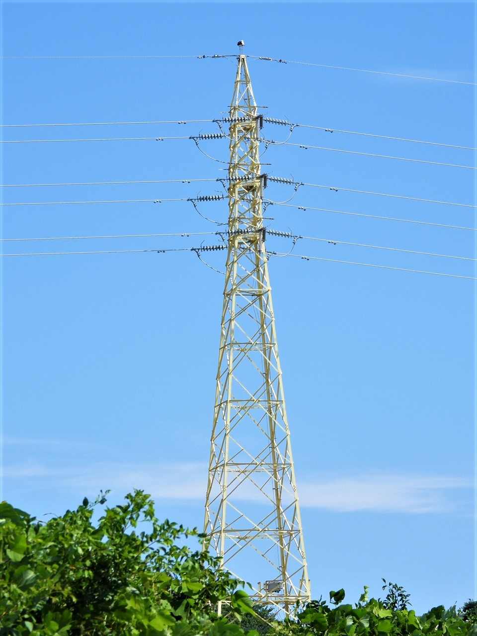 DSCN6777 (2)高圧送電線の黄色く塗られた鉄塔（淡路市大町）に止まるコウノトリ♀親２０２１年６月３０日１３：５８