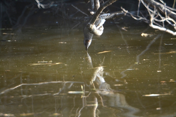 野鳥：午後、池内 049_R枝の上から首を伸ばして池の水を飲むヒヨドリ１５：２２