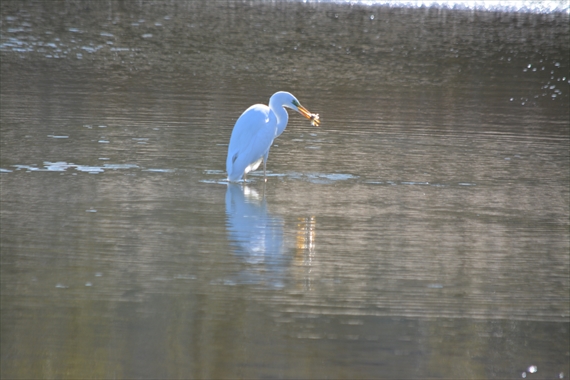 野鳥：池内、午前 093_Rダイサギ魚ゲット１０：２３ま