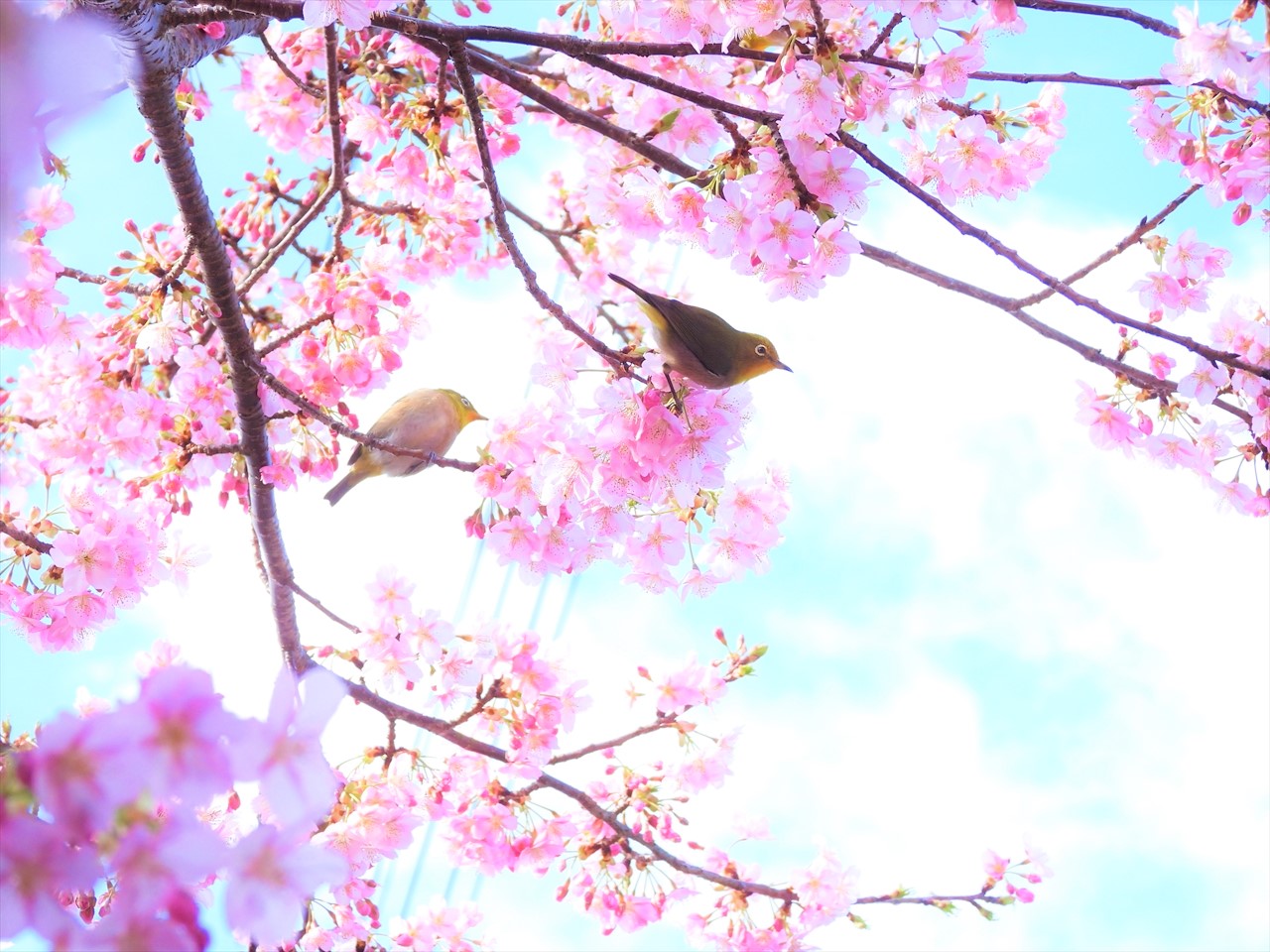 DSCN1470 (2)緋寒桜にメジロ２０２０年２月２７日AM９：４７
