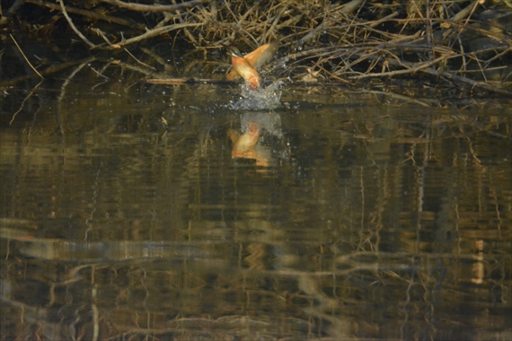 野鳥、後、池内。 478_R１７：１７カワセミの行水