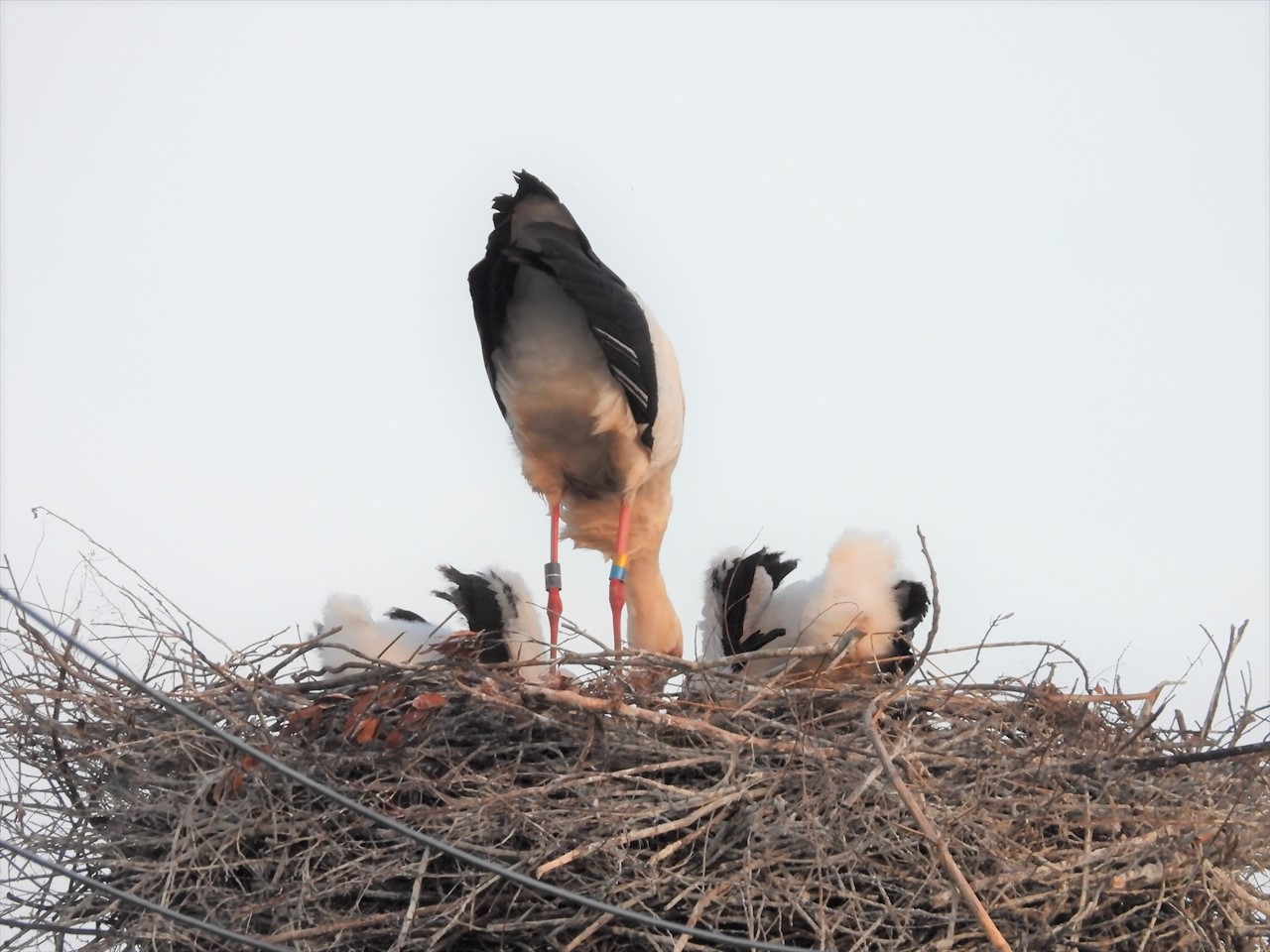 DSCN7859 (2)帰巣して雛に餌を与えるコウノトリ♂親２０２２年４月２２日１８：２７