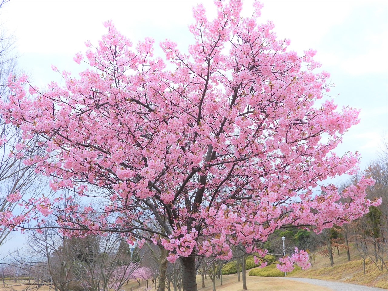 DSCN0033 (2)河津桜（淡路島・国営明石海峡公園）２０２０年２月２５日AM１２：３８