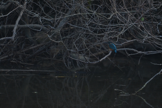 野鳥：池内、午前 042_Rカワセミ♂１１：１７