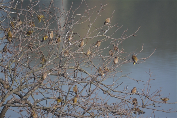 野鳥：池内午前 043_Rカワラヒワの群れ１０：３９