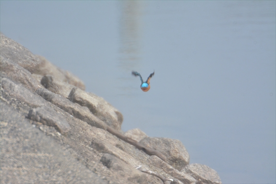 野鳥午前：池内 016_Rカワセミの後ろ姿１０：１５